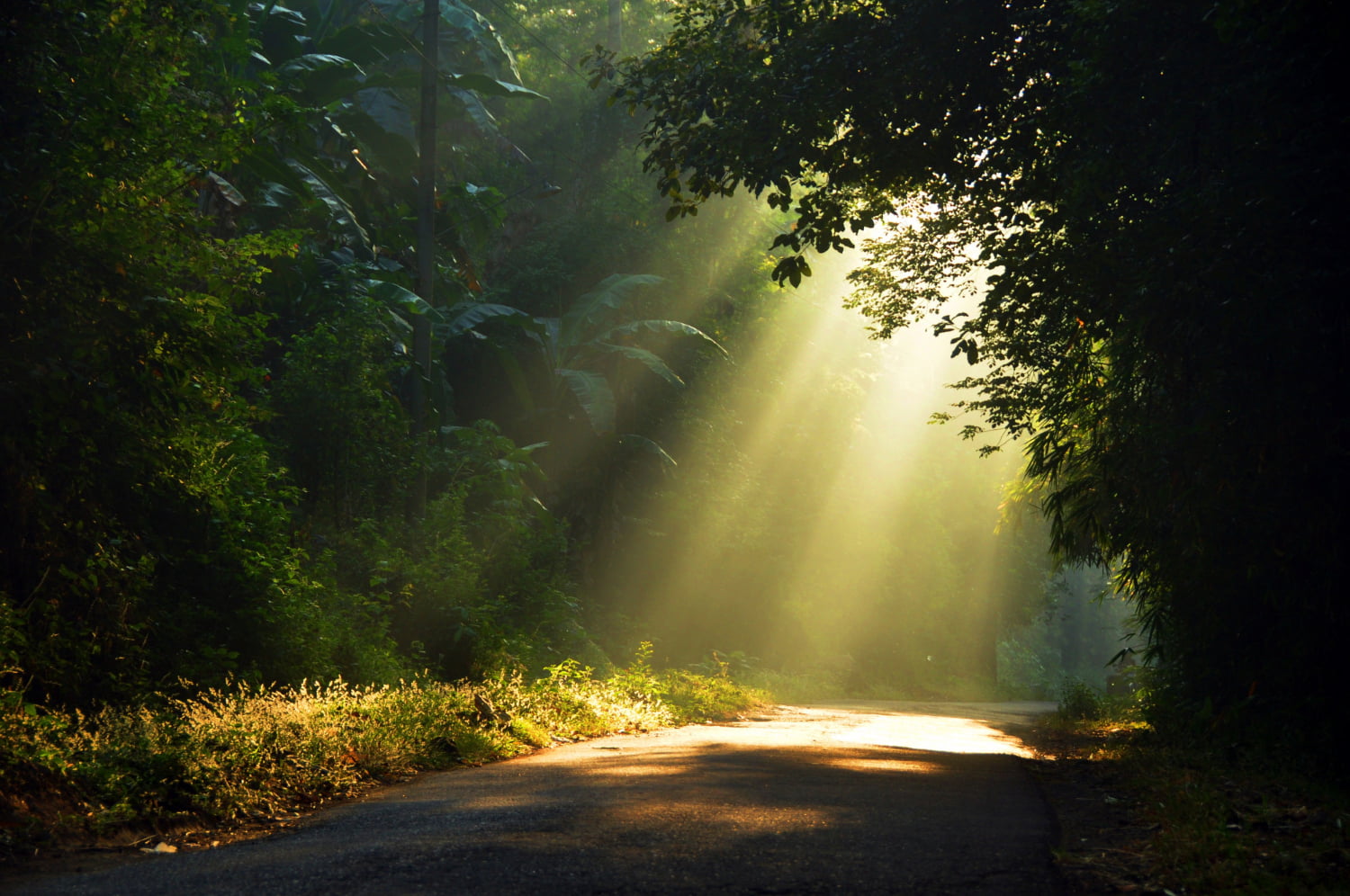 shukrana green garden and sunlight